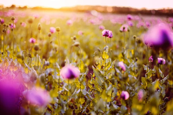 Belo Campo Verão Das Flores Florescentes — Fotografia de Stock