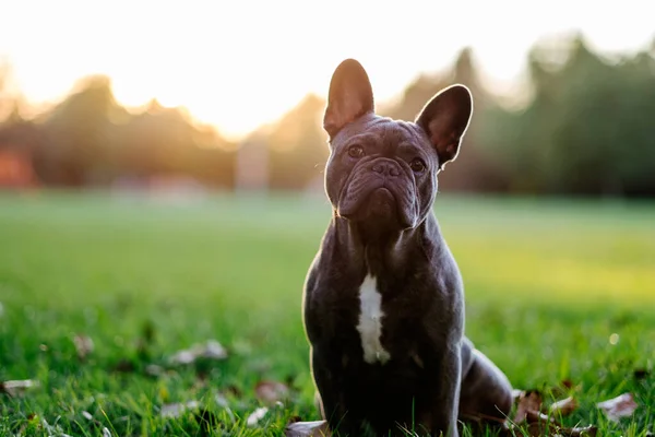 Schwarze Französische Bulldogge Park — Stockfoto