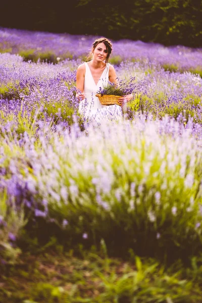 Vacker Kvinna Vit Klänning Samla Lavendel Blommor Fältet Vid Solnedgången — Stockfoto