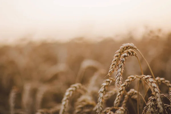 Vintage photo of wheat — Stock Photo, Image