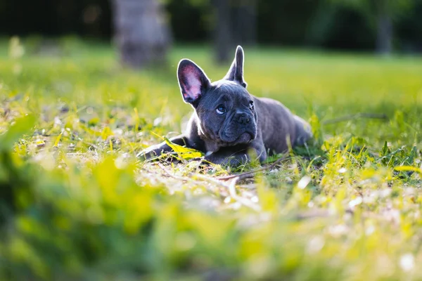 Niedliche Französische Bulldogge Welpe Entspannt Auf Der Wiese — Stockfoto