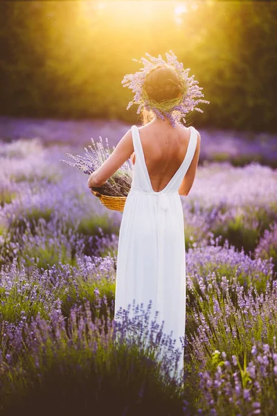 Schöne Frau Weißen Kleid Sammelt Lavendelblüten Auf Dem Feld Bei — Stockfoto