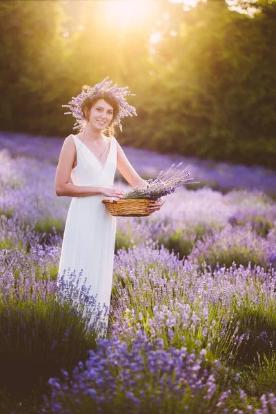 白いドレスを着た美しい女性が畑でラベンダーの花を集めてる — ストック写真