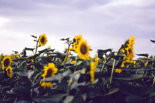 Fiori Gialli Nel Campo — Foto Stock