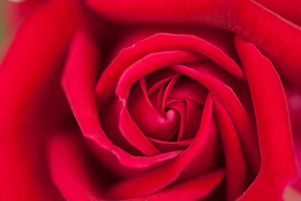 赤いバラの花びらを閉じて ストック写真