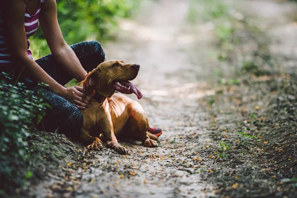 Jonge Vrouw Spelen Met Honden Het Park Rechtenvrije Stockfoto's