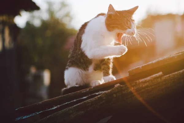 Piękny Kot Gra Ulicy Zachodzie Słońca Zdjęcia Stockowe bez tantiem