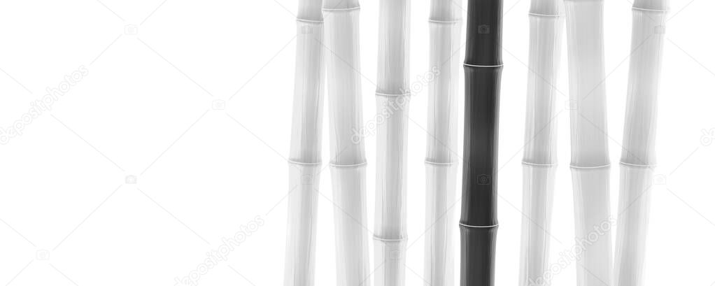 Zen-like garden with black bamboo stem among several white bamboo plantsw on lighted background - widescreen