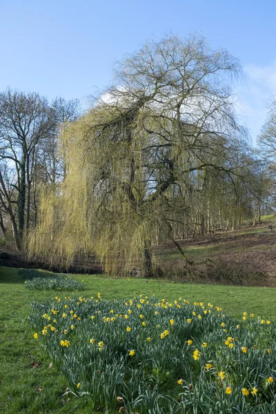 Woluwe Park Liegt Der Frühling Der Luft — Stockfoto