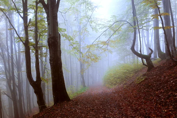 神秘的な霧のブナ — ストック写真