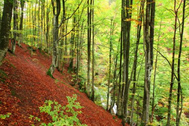 Karpatlar altın sonbahar