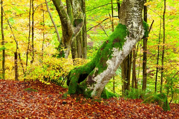 Golden Autumn in the Carpathians — Stock Photo, Image