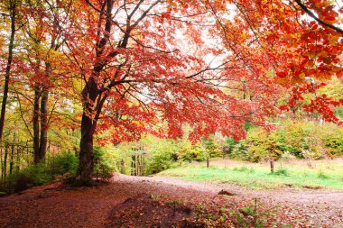 Altın kayın ormanı sonbaharda