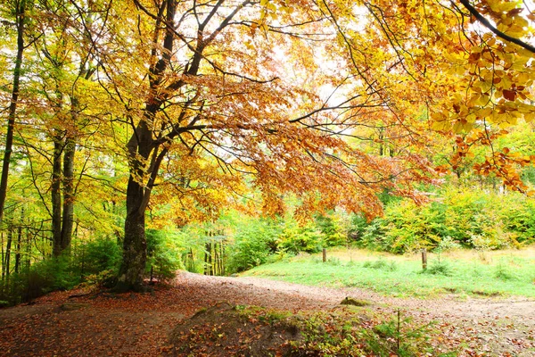 Altın kayın ormanı sonbaharda