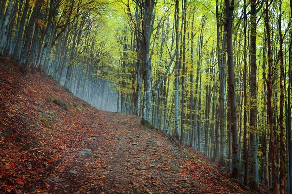 Gouden herfst in beukenbos — Stockfoto