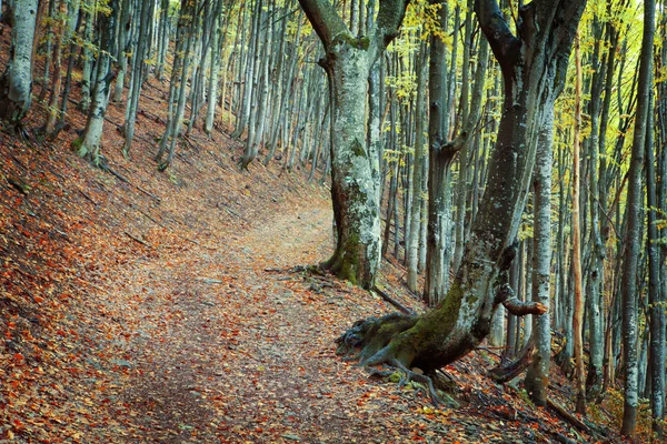 Gouden herfst in beukenbos — Stockfoto