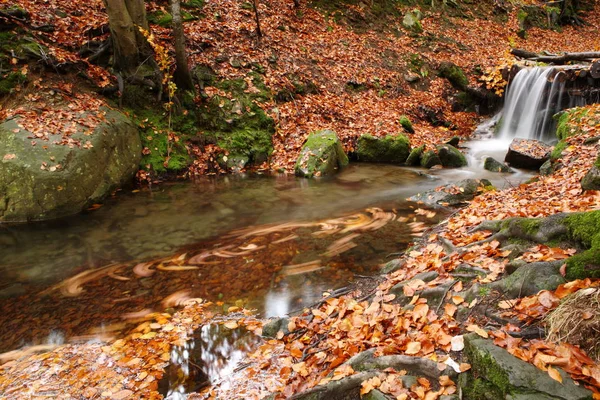 Arroyo en bosque de haya de otoño — Foto de Stock