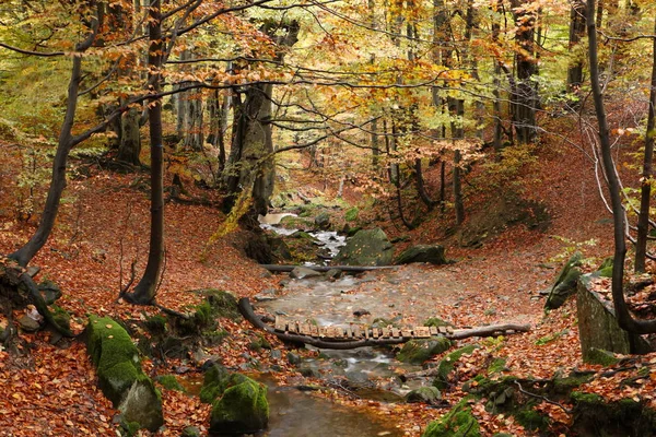 Ruisseau en forêt de hêtres d'automne — Photo