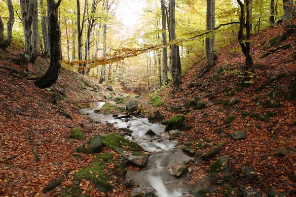 Arroyo en bosque de haya de otoño — Foto de Stock
