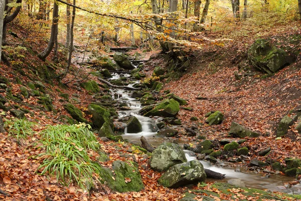 Stream in autumn beech forest — Stock Photo, Image