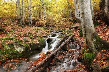 Sonbahar kayın ormanı akışında