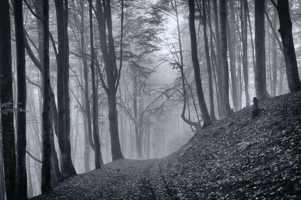 Sisli kayın ormanı — Stok fotoğraf
