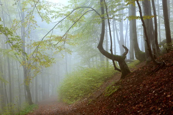 Misty beukenbos — Stockfoto