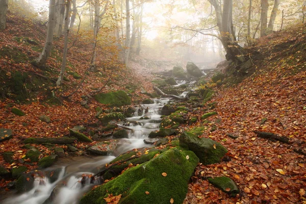 Bach im herbstlichen Buchenwald — Stockfoto