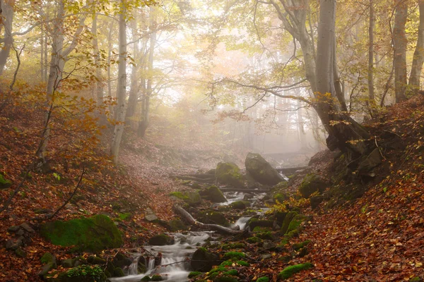 Stream in autumn beech forest — Stock Photo, Image