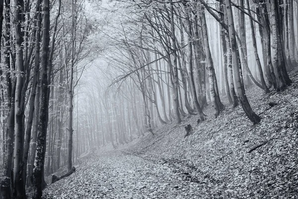 Misty autumn beech forest — Stock Photo, Image