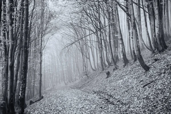 Misty forêt de hêtres d'automne — Photo