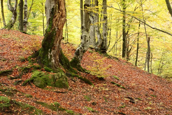 Outono dourado na floresta de faia — Fotografia de Stock