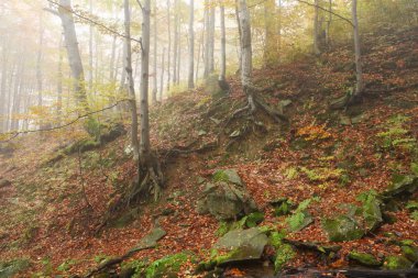 Sisli sonbahar kayın ormanı