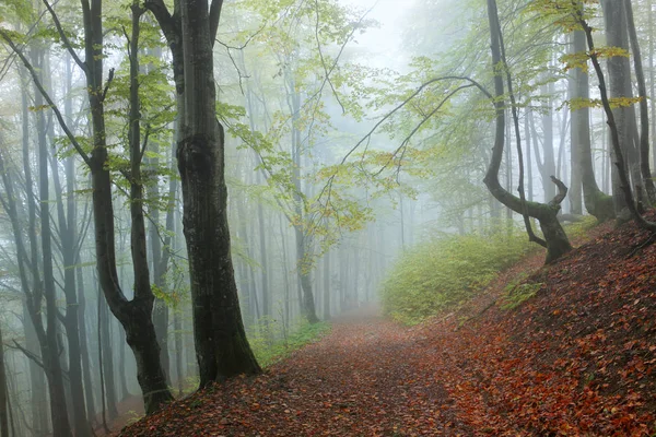 霧の秋ブナ林 — ストック写真