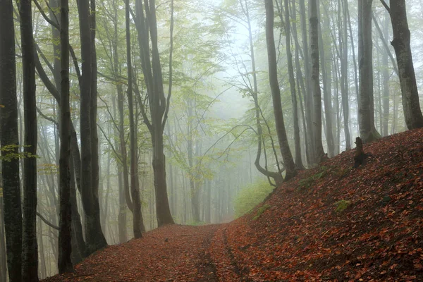 Misty herfst beukenbos — Stockfoto