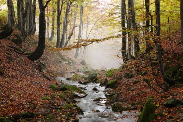 Ρεύμα στο φθινόπωρο δάσος οξιών — Φωτογραφία Αρχείου