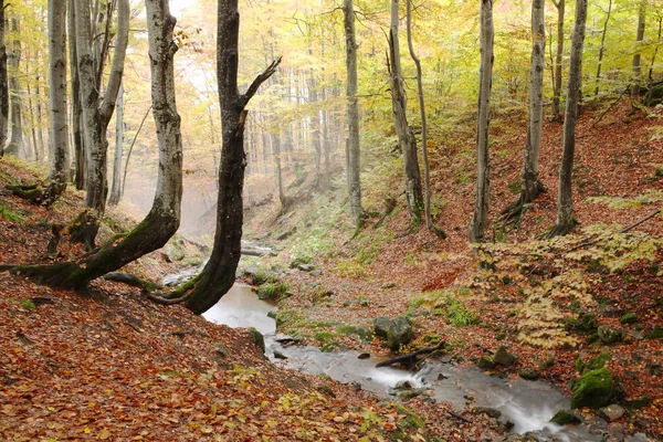 Stream in autumn beech forest — Stock Photo, Image