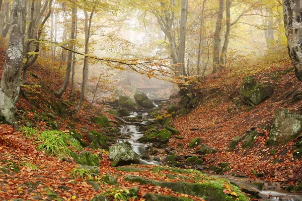 Bach im herbstlichen Buchenwald — Stockfoto