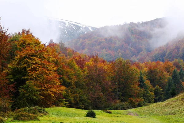 Goldener Herbst in den Karpaten — Stockfoto