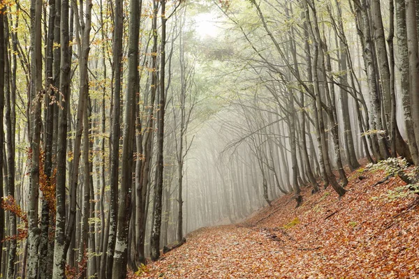 Misty forêt de hêtres d'automne — Photo