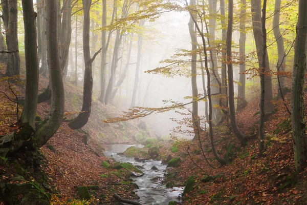 Ruisseau en forêt de hêtres d'automne — Photo