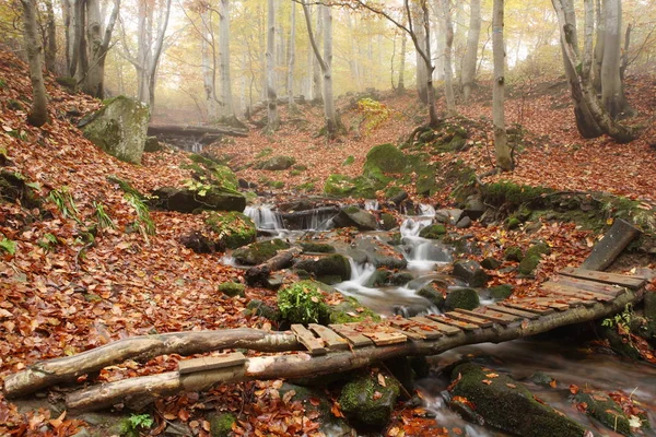 Ρεύμα στο φθινόπωρο δάσος οξιών — Φωτογραφία Αρχείου
