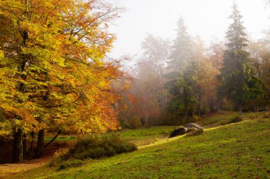 Sabah sis kayın ormanın içinde.