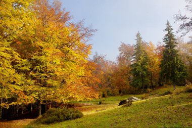 Sabah sis kayın ormanın içinde.
