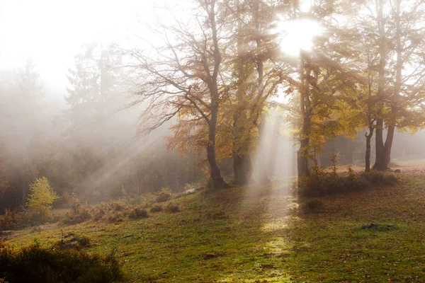 Morning fog in the beech forest. — Stock Photo, Image