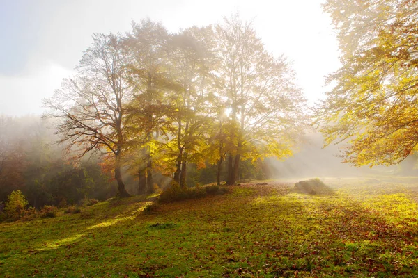 Morning fog in the beech forest. — Stock Photo, Image