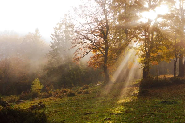 Bright autumn morning in the beech forest. — Stock Photo, Image