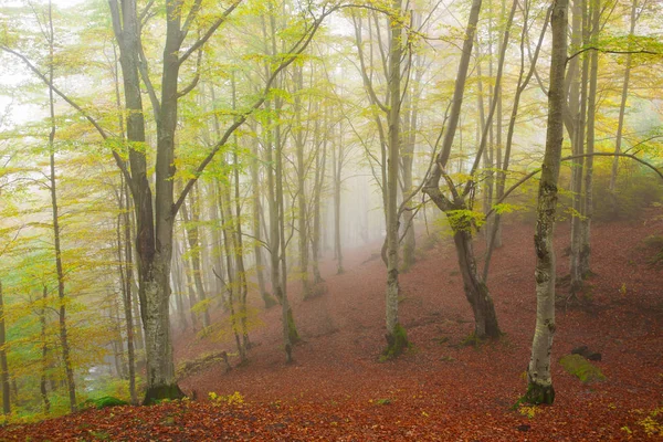 Туманный буковый лес — стоковое фото