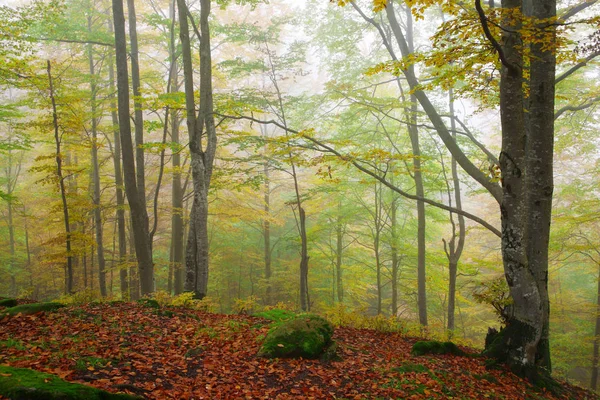 Δάσος Μίστι οξιάς — Φωτογραφία Αρχείου
