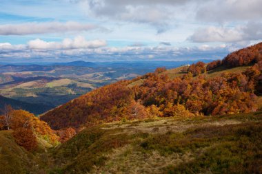 Kayın ormanı altın Sonbahar sezonu.